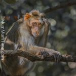 Monkey Photo from Karnala Bird Sanctuary