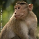 Monkey Photo from Karnala